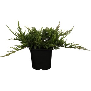 Flache Kleinkonifere im Topf, ca. 5-10 cm hoch, ideal für Schalen und Kästen.