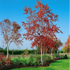 Hängebirke Royal Frost mit rotbraunen Blättern im Garten, ca. 100-125 cm hoch.