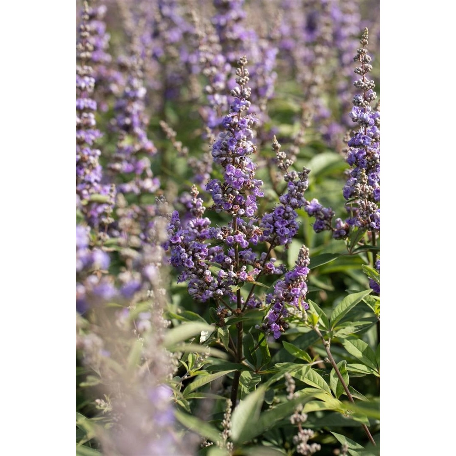 Vitex Agnus-Castus Delta Blues Mönchspfeffer Blau 40–60 cm günstig online kaufen