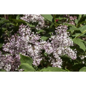 Nahaufnahme des violetten Syringa Patula Flieder, 30-40 cm, mit grünen Blättern.