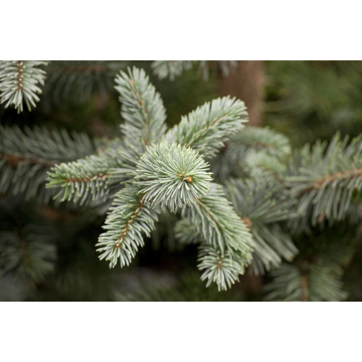 Picea Pungens Koster Blaufichte 150–175 cm günstig online kaufen