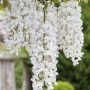 Detailaufnahme von weiß blühendem, chinesischem Blauregen (Wisteria Sinensis Alba).