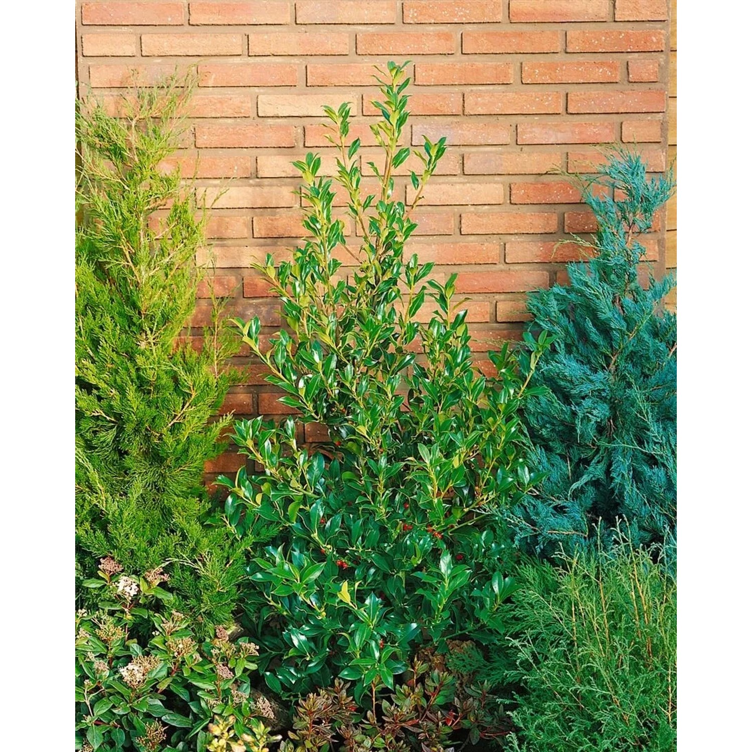 Pflanzen fr dich Ilex aquifolium Pyramidalis immergrn 40-60 cm kaufen bei  OBI