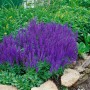 Blühender Steppen-Salbei 'Blaukönigin' im Beet, intensive blaue Blütenstände. Stauden für sonnige Standorte.