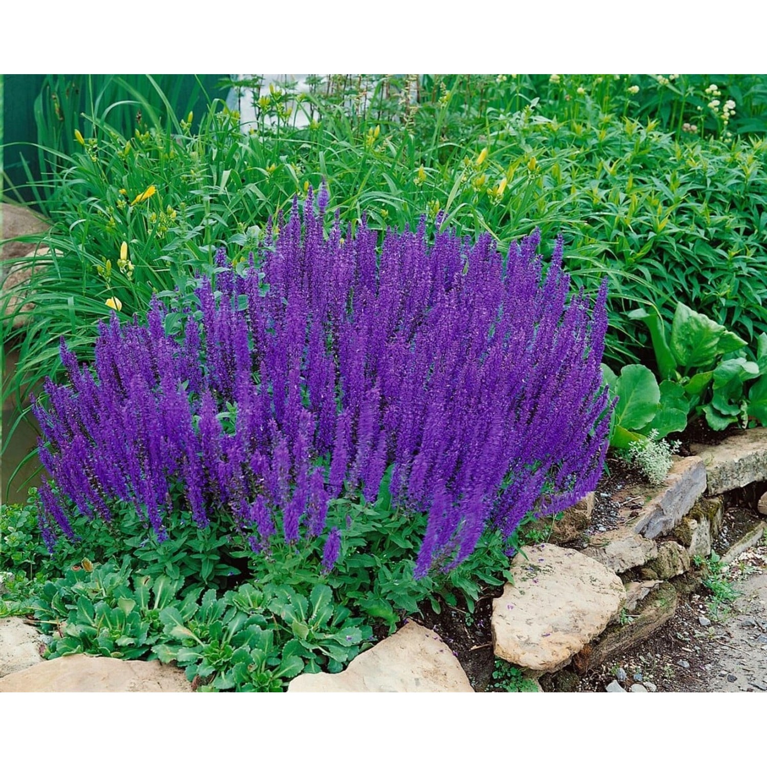 Salvia Nemorosa Blaukönigin Steppen-Salbei Ca. 9x9 cm Topf günstig online kaufen
