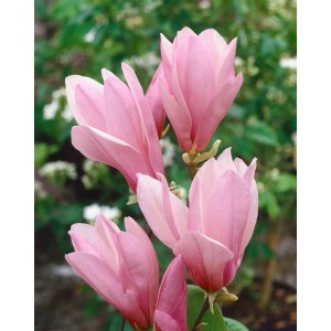 Nahaufnahme der zartrosa Blüten der Sternmagnolie George Henry Kern.
