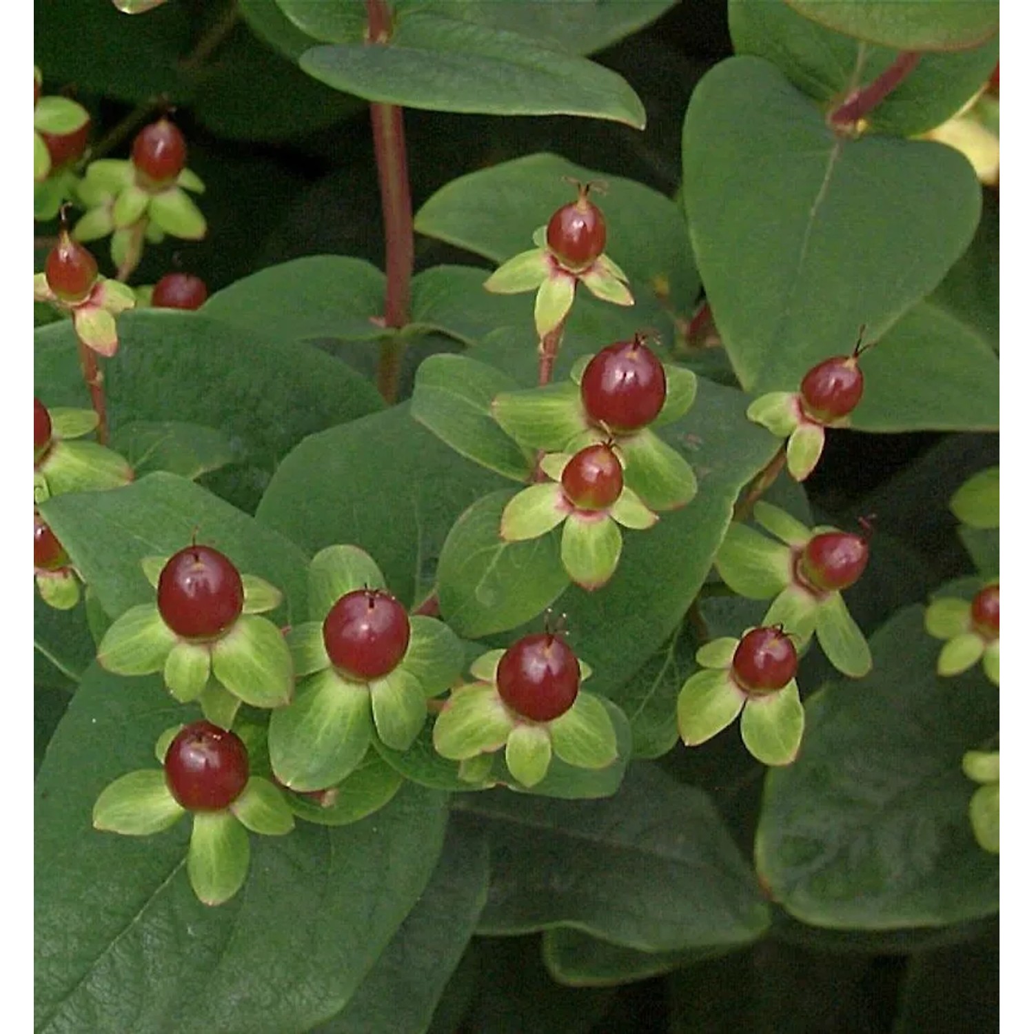 Johanniskraut Miracle Marvel 30-40cm - Hypericum