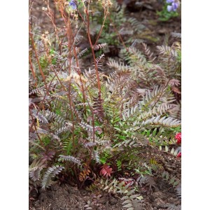 Jakobsleiter 'Purple Rain' im 9x9 cm Topf: Violette Blüten und gefiedertes Laub der Blühpflanze.