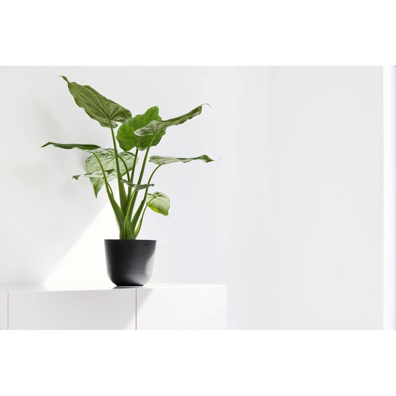 Ecopots Pflanztopf Oslo Mini, dunkelgrau, 16x14 cm, mit grüner Pflanze. Ideal für Innen- und Außenbereich.