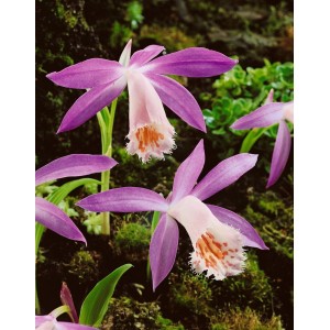 Pleione Limprichtii im 11x11 cm Topf mit rosa-lila Blüten, ideal für Alpinbeete und Kübel.