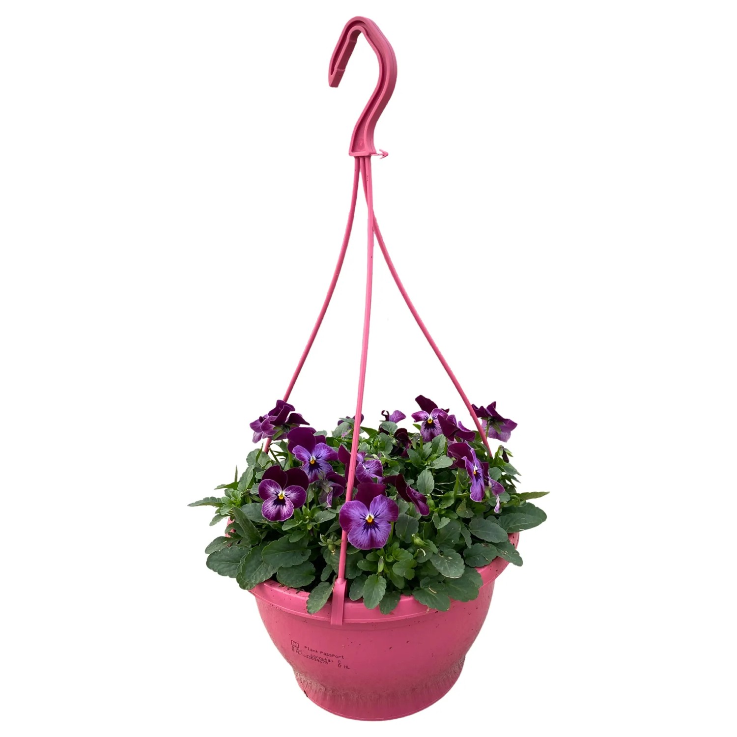 Hornveilchen-Ampel mit violetten Blüten im pinken Topf, hängend. Bepflanzte Schale für Balkon und Terrasse.