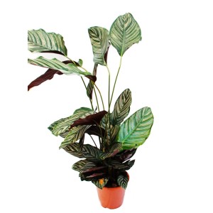 Calathea Ornata im 19cm Topf, ca. 70-90cm hoch. Exotische Schattenpflanze mit auffälligem Blattmuster.