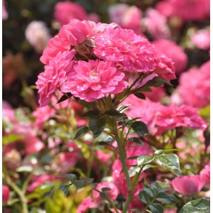 Rosa Hochstamm Knirps, ca. 80-100cm, mit üppigen, rosa Blüten.