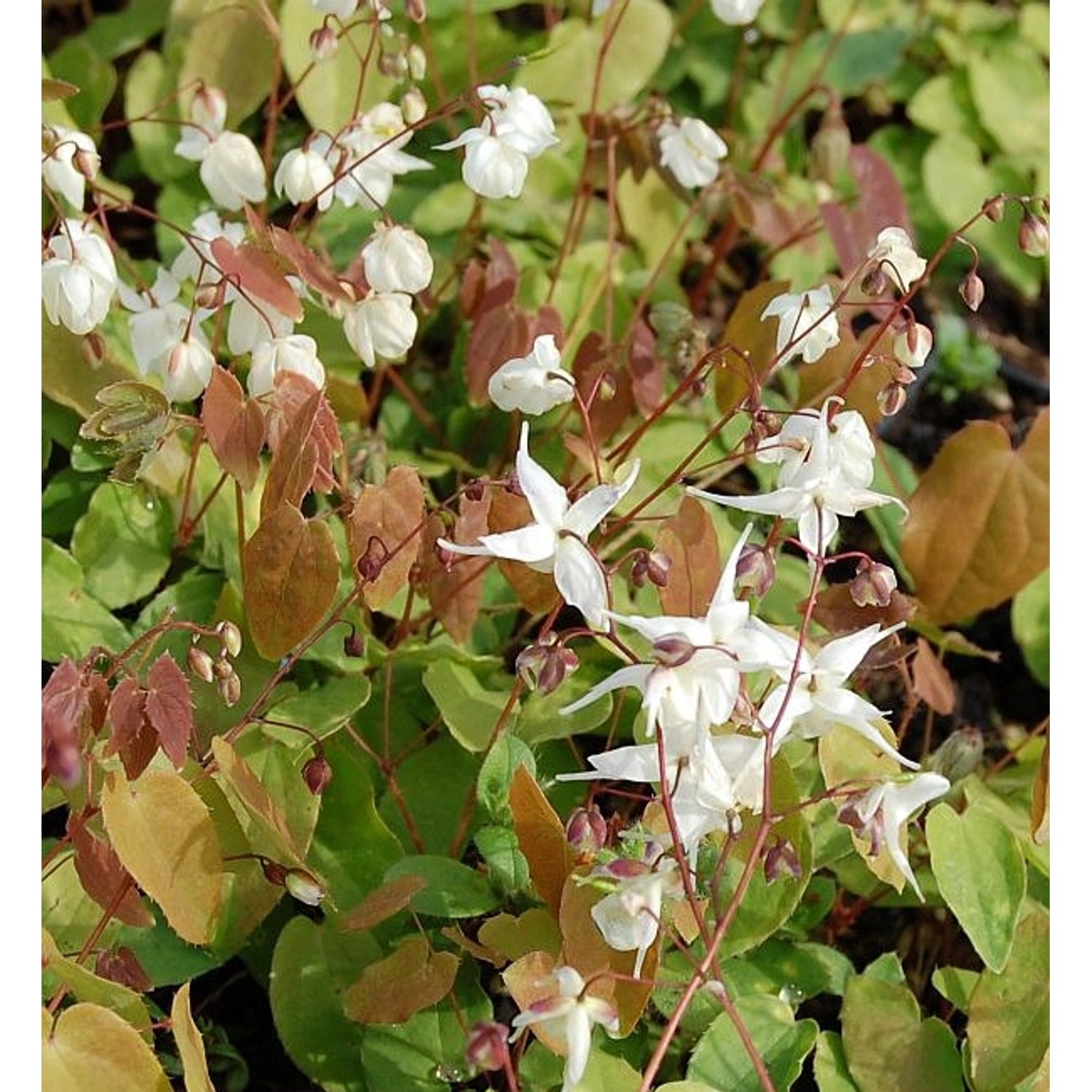 Zierliche Elfenblume - Epimedium youngianum günstig online kaufen