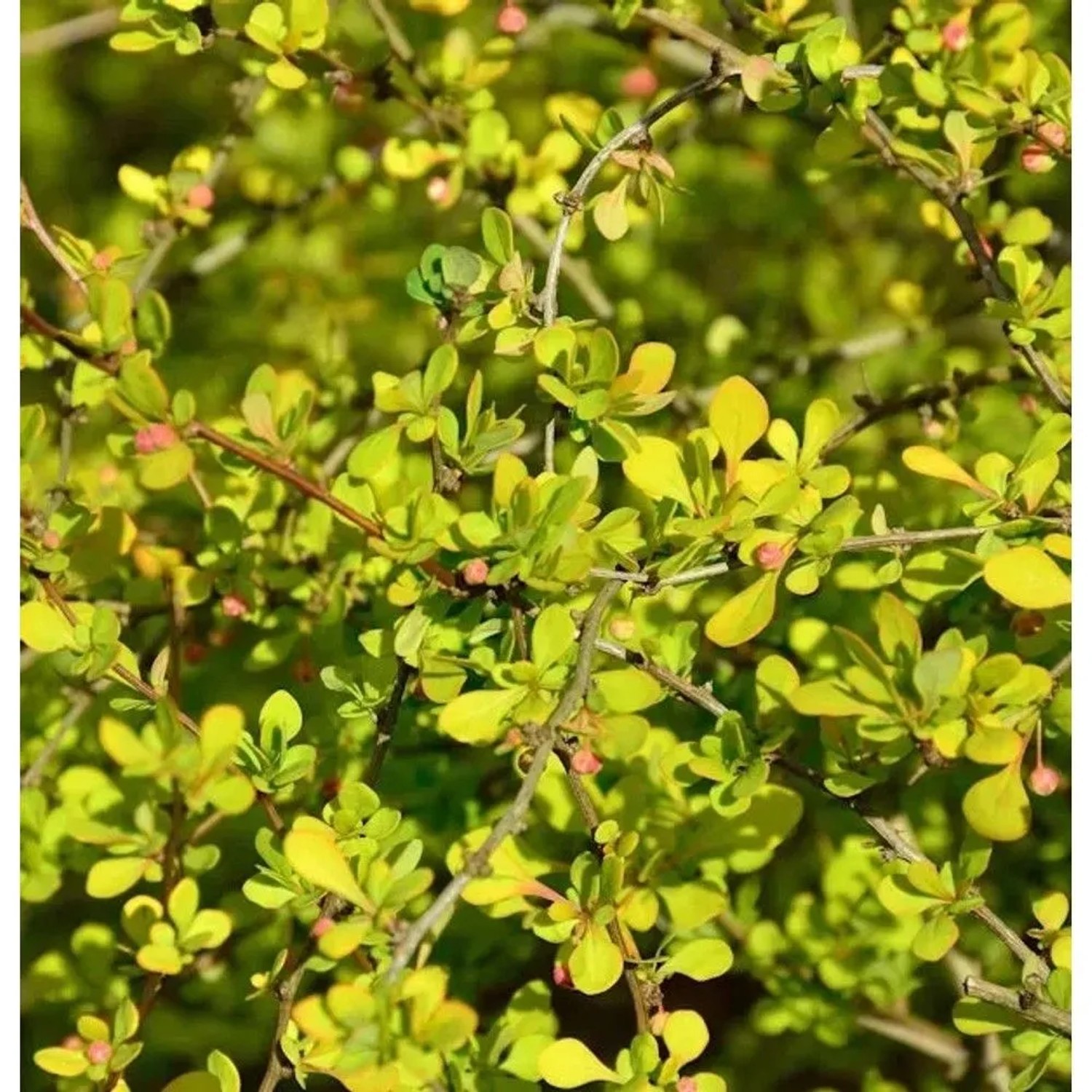 Gelbe Zwergbeberitze 30-40cm - Berberis thunbergii
