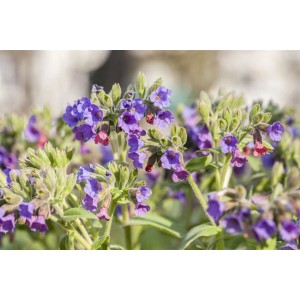 Nahaufnahme des Gefleckten Lungenkrauts mit rosa-blauen Blüten im Topf.