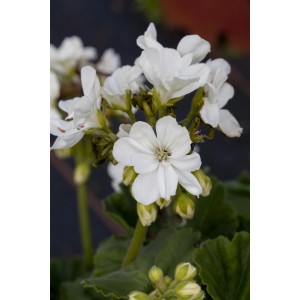 Weiße GROW by OBI Zonal-Pelargonie im Topf, eine farbenfrohe Stehpflanze.