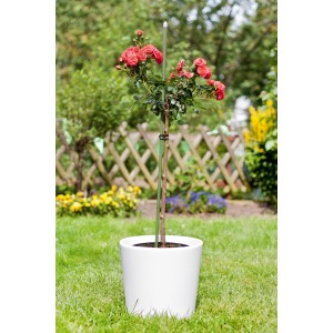 Dunkelgrüner Pflanzstab (150 cm) stützt Rose im weißen Topf, Rankhilfe.