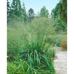 Moorgras 'Transparent' (Molinia Arundinacea) im Garten, filigrane Blütenstände.