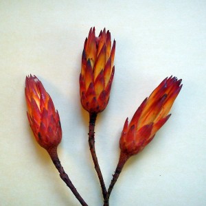 3 rote Protea Zuckerbusch Blüten, ideal für Weihnachtsdeko und Gestecke.