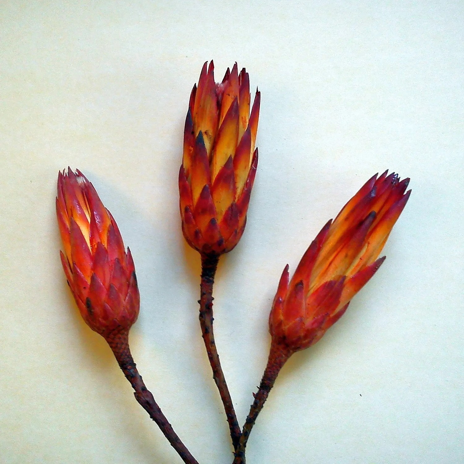 Protea repens Zuckerbusch Rot 3 Stück