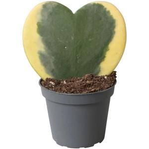 Herzblatt-Pflanze (Hoya) im Topf, herzförmiges Blatt mit gelbem Rand.