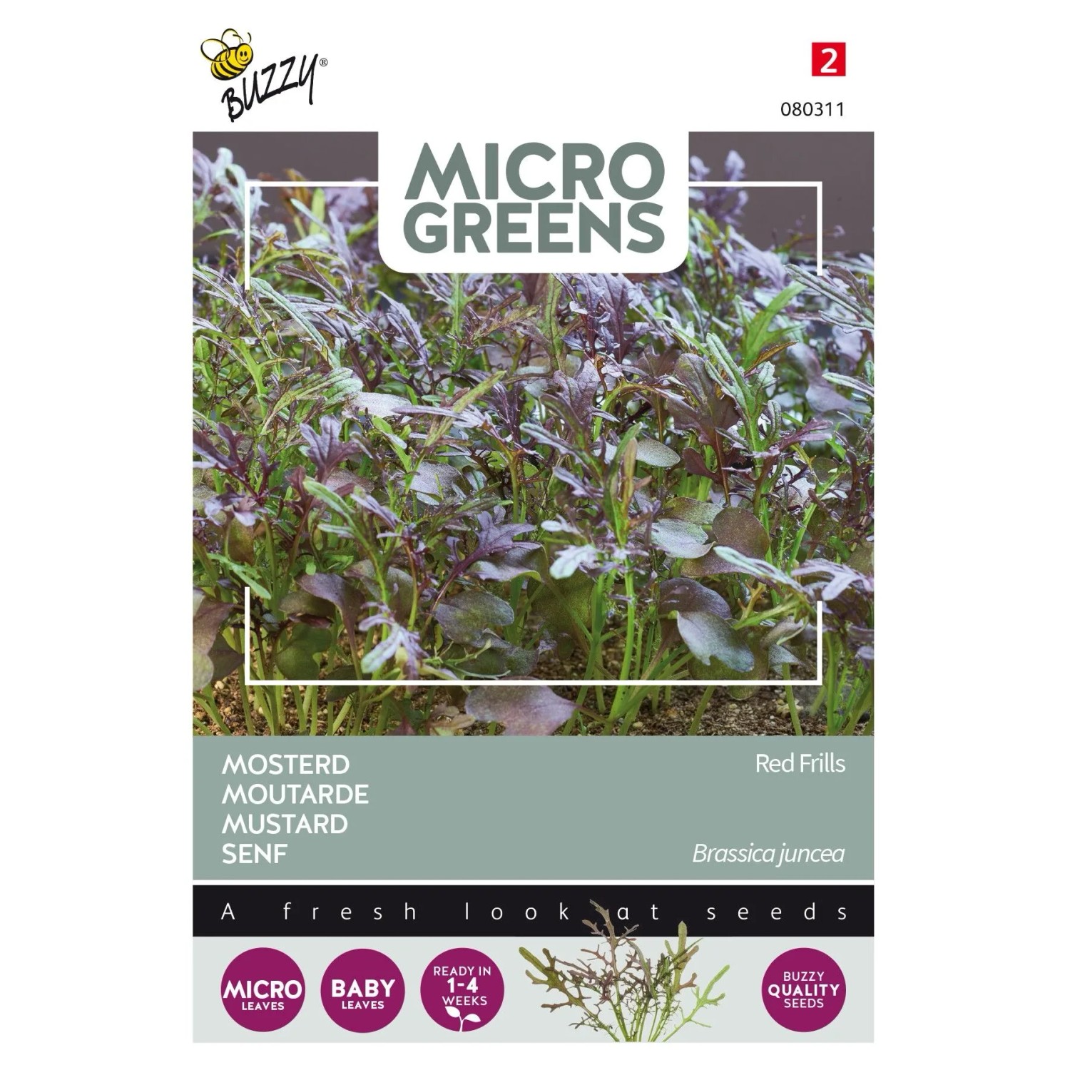 Microgreens Blattsenf 'Red Frills' Buzzy Microgreens Samen Ca. 1 g Ernte nach 1 Woche