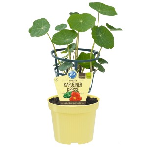 Blu Bio-Kapuzinerkresse im gelben Topf, essbare Blüten und grüne Blätter.