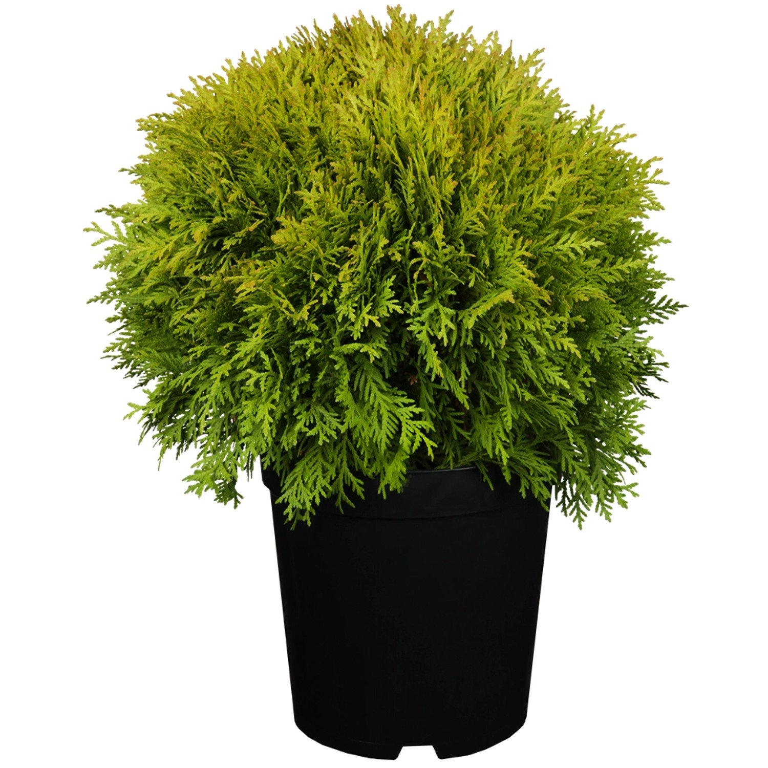 Lebensbaum Mirjam Höhe ca. 10 - 20 cm Topf ca. 2 l Thuja günstig online kaufen