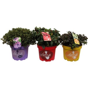 Drei Zwerg-Rhododendren Lilly Bell in Töpfen (lila, rot, gelb) mit pinken Blüten.