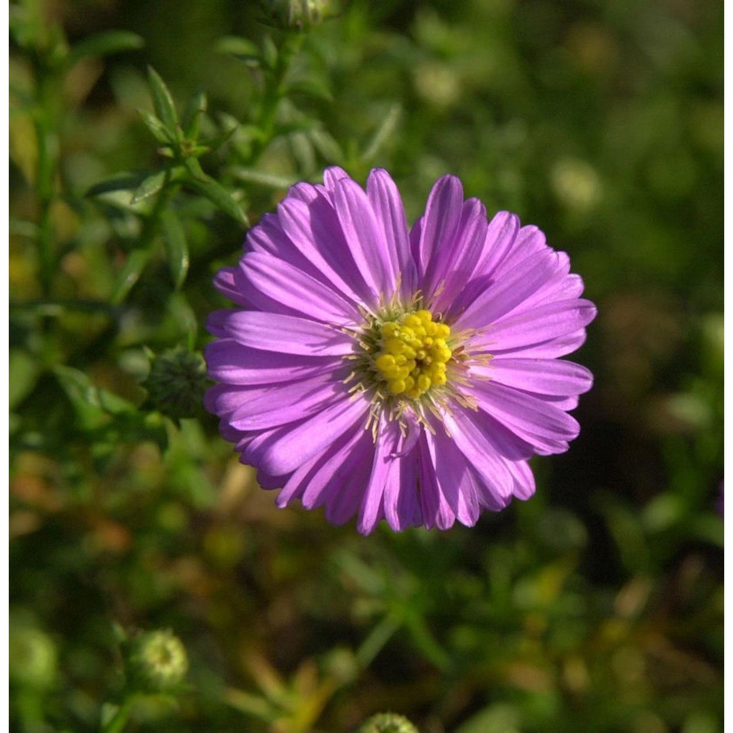 Kissenaster Tina - Aster dumosus günstig online kaufen