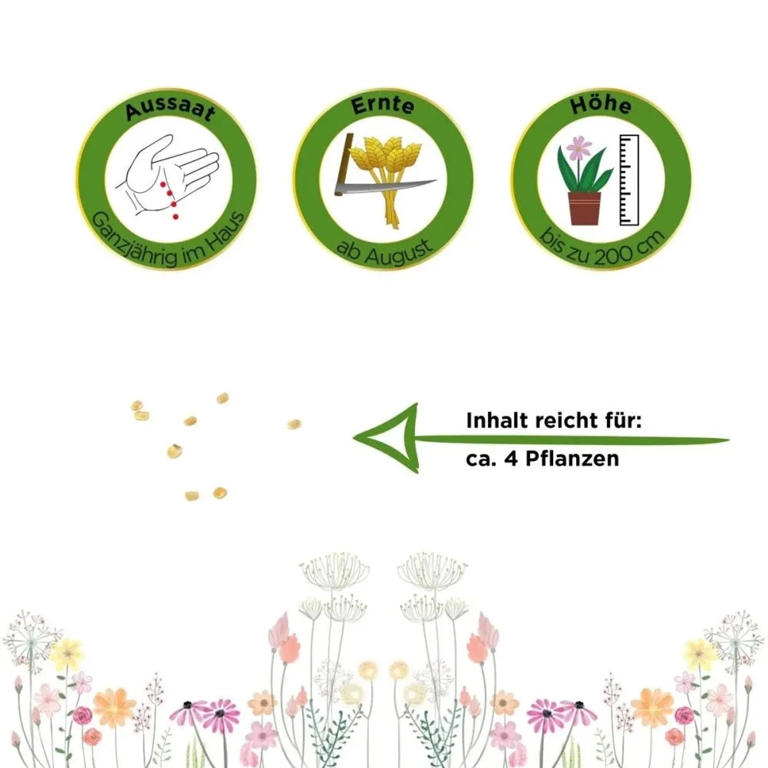 Gojibeere Samen Packung mit Icons für Aussaat, Ernte ab August und Wuchshöhe bis 200 cm. Zeigt Samen für ca. 4 Pflanzen.