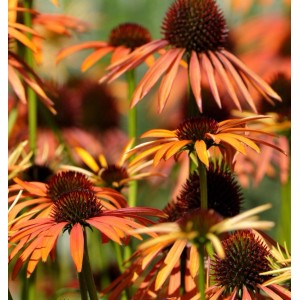 Orangefarbener Sonnenhut (Echinacea purpurea 'Harvest Moon') im Gartenbeet.