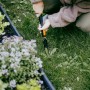 Person entfernt Unkraut mit Fiskars OneClick Unkrautstecher im Garten.