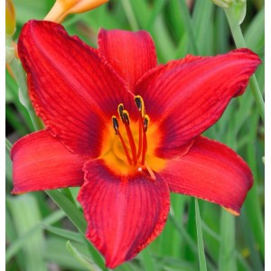 Nahaufnahme der roten Taglilie 'Christmas Is' (Hemerocallis) mit gelber Mitte.