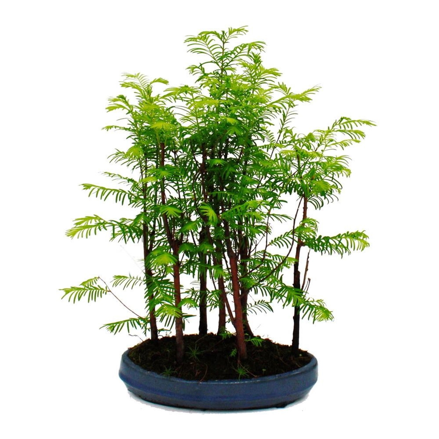 Exotenherz Outdoor-Bonsai Metasequoia Glyptostroboides Kleiner Wald Mit 5 Pflanzen