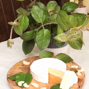 Blu Käsekraut im Topf (Ø 12cm) mit Käse auf Holzbrett. Paederia lanuginosa.