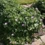 Blühender Storchenschnabel Hollywood (Geranium oxonianum) mit lila Blüten und grünen Blättern, ideal für den Garten.