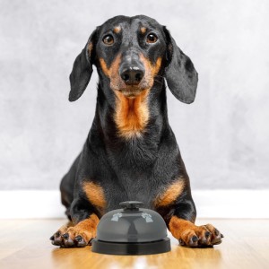 Dackel mit Relaxdays Trainingsglocke (4er Set) für Hunde/Katzen. Agility-Training mit Pfoten-Design.