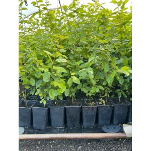 Hainbuchen (Carpinus betulus) im 12 cm Topf, 60-80 cm hoch, ideal als Heckenpflanze.