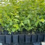 Hainbuchen (Carpinus betulus) im 12 cm Topf, 60-80 cm hoch, ideal als Heckenpflanze.