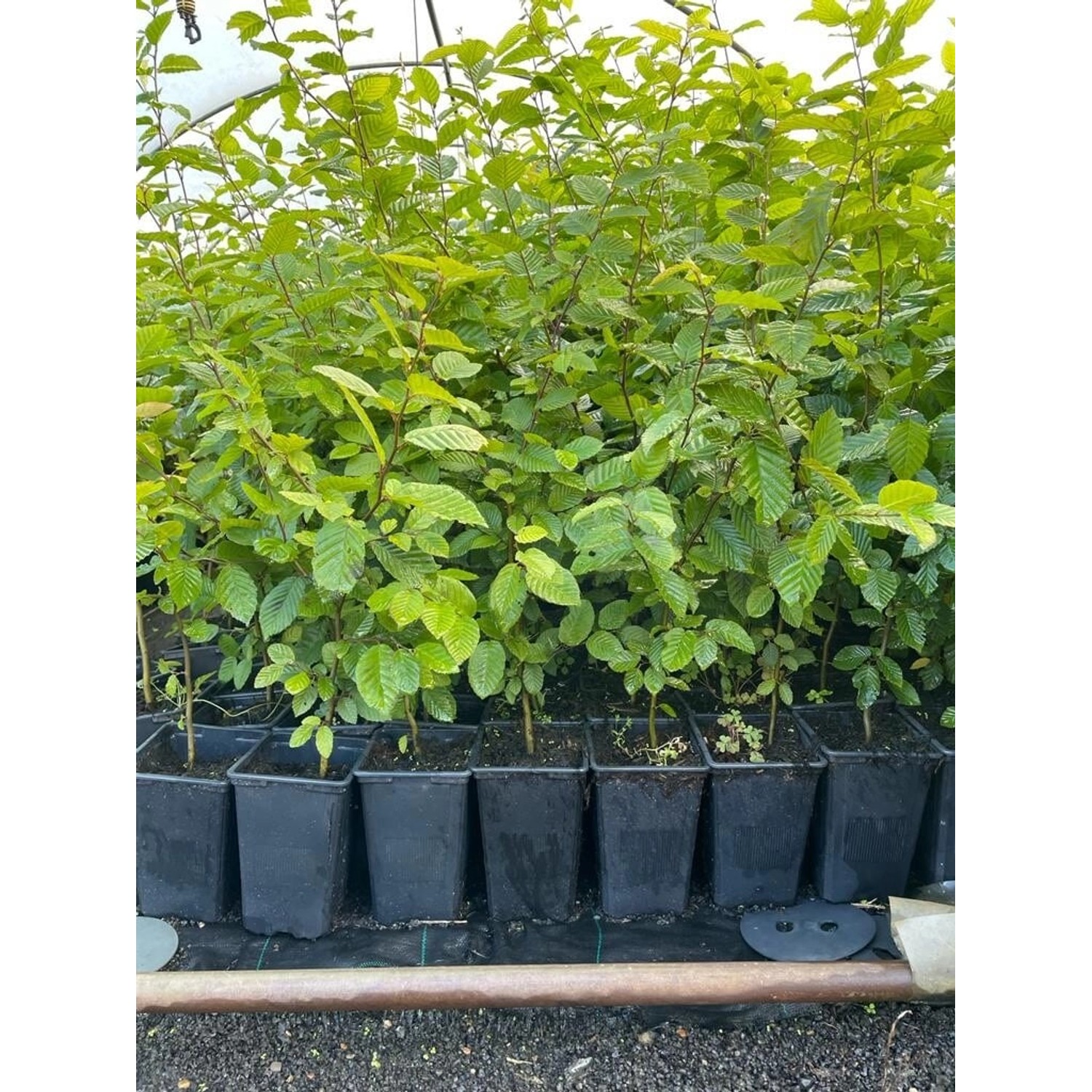 Carpinus betulus 60-80 cm 12cm Topf günstig online kaufen