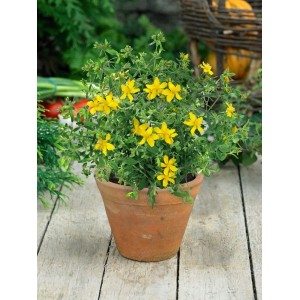Johanniskraut (Hypericum Perforatum) im 9x9 cm Topf mit gelben Blüten.