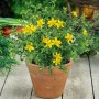 Johanniskraut (Hypericum Perforatum) im 9x9 cm Topf mit gelben Blüten.