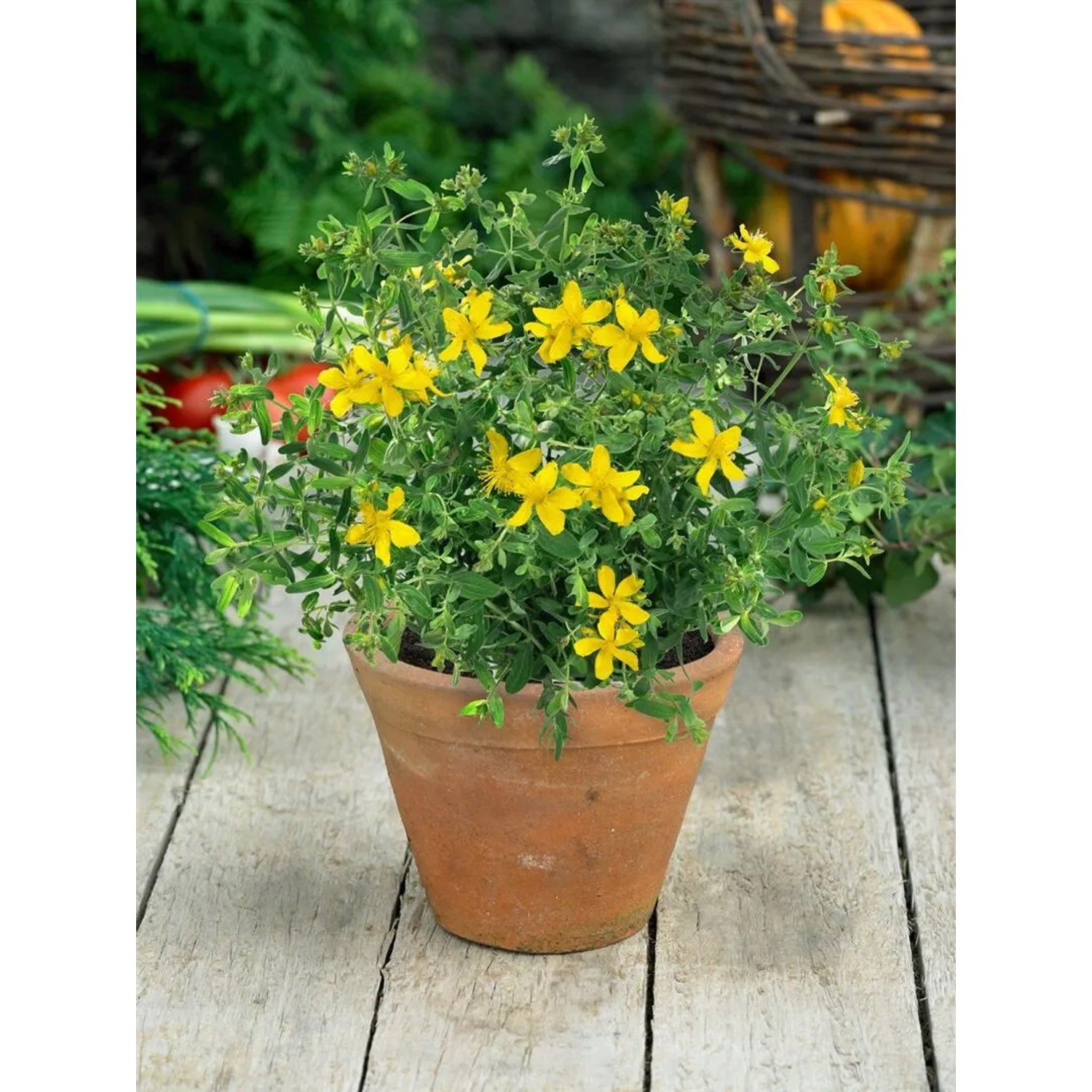 Johanniskraut (Hypericum Perforatum) im 9x9 cm Topf mit gelben Blüten.