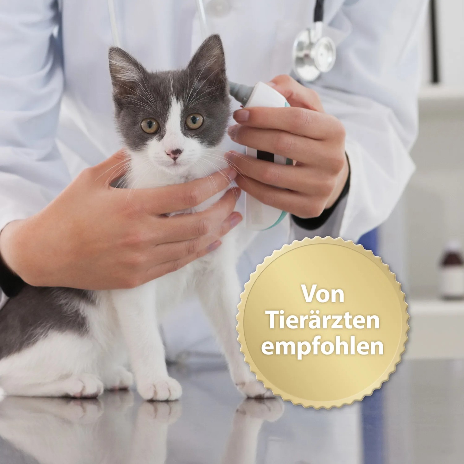 Grau-weiße Katze beim Tierarzt, empfohlen für Mehrkatzenhaushalte. Felisept Katzenspray.