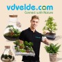 Mann präsentiert Vdvelde Pflanzen: Bonsai Baum, Terrarien, Topfpflanzen. Ideal für Hausbäume & Gartenliebhaber.