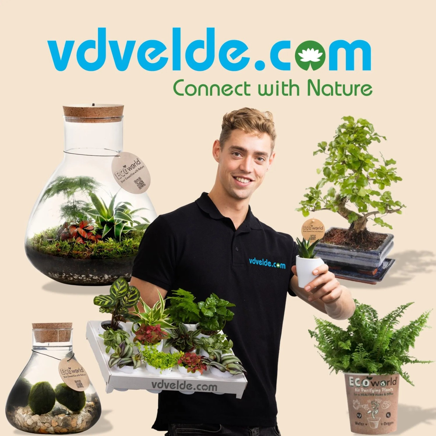 Mann präsentiert Vdvelde Pflanzen: Bonsai Baum, Terrarien, Topfpflanzen. Ideal für Hausbäume & Gartenliebhaber.