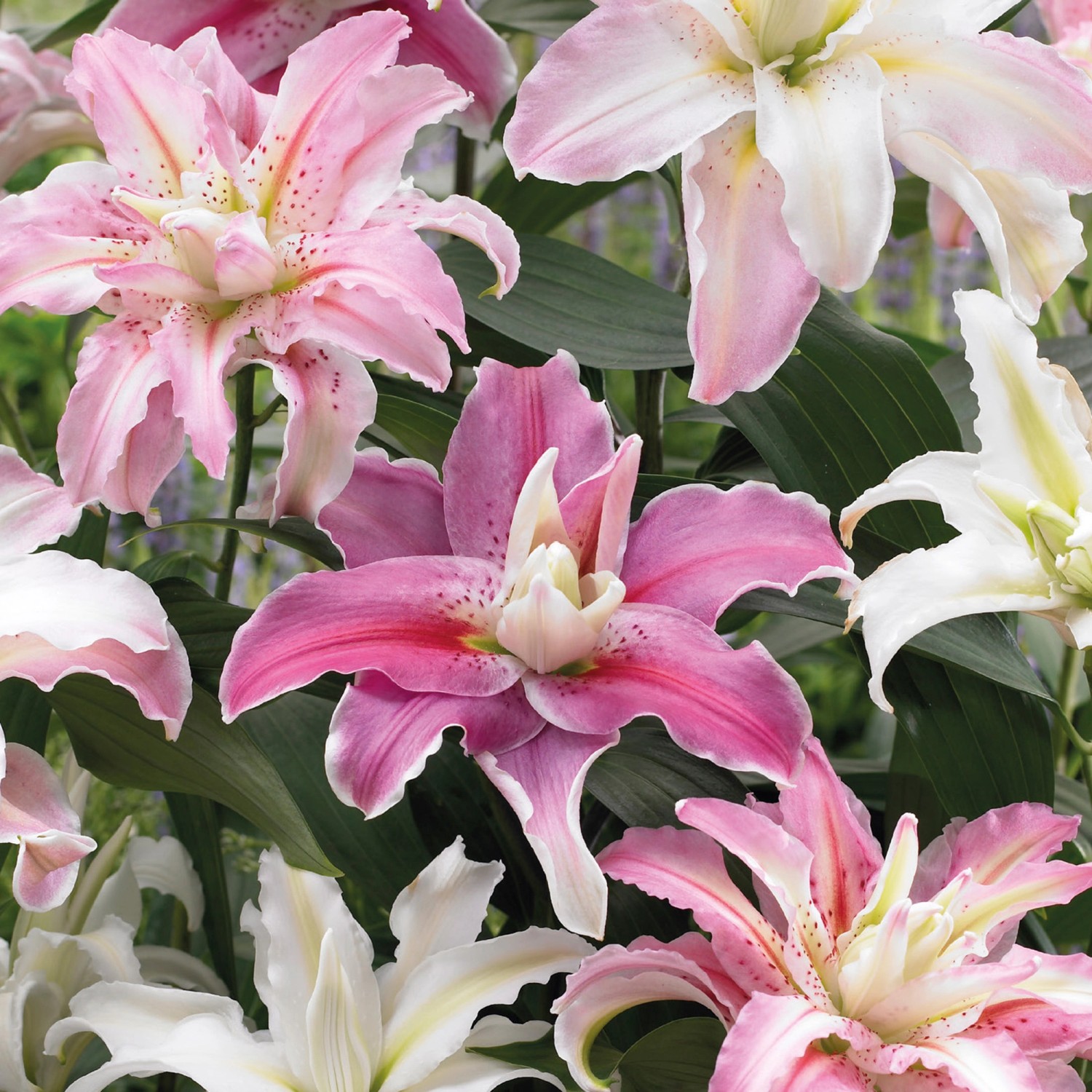 GROW by OBI Lilie "Oriental Lotus Mischung" Höhe ca. 80 cm kaufen bei OBI