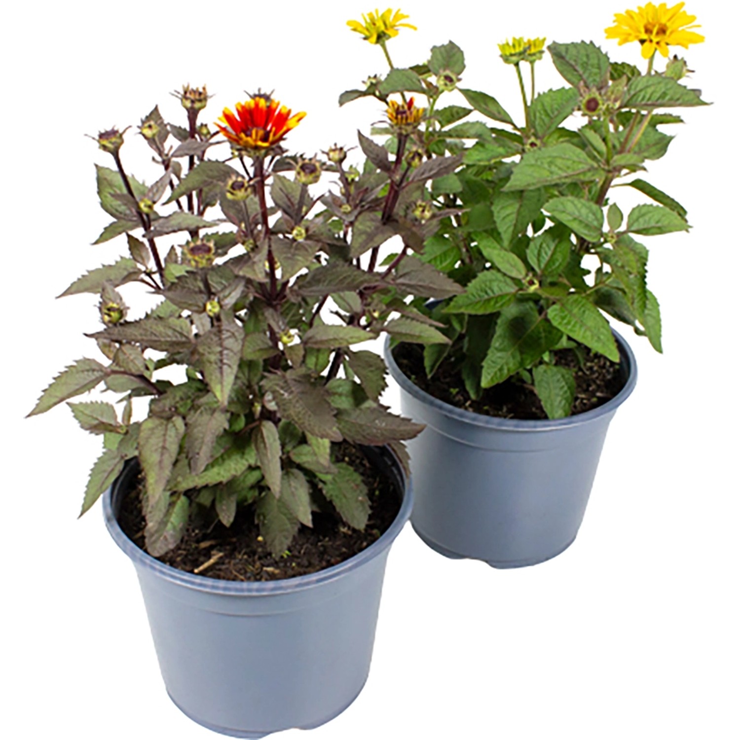 GROW by OBI Sonnenauge ca. 20 - 30 cm Heliopsis